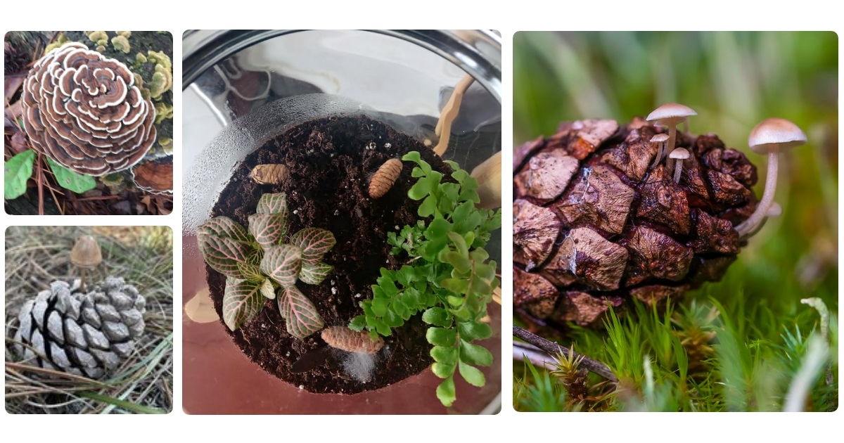 Anmeldelse af Pine Cone Mommy graviditetspude mushroom stripe