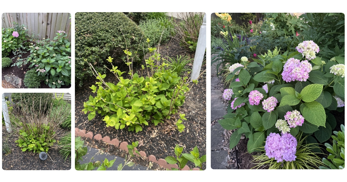 Anmeldelse af Hortus 211-370