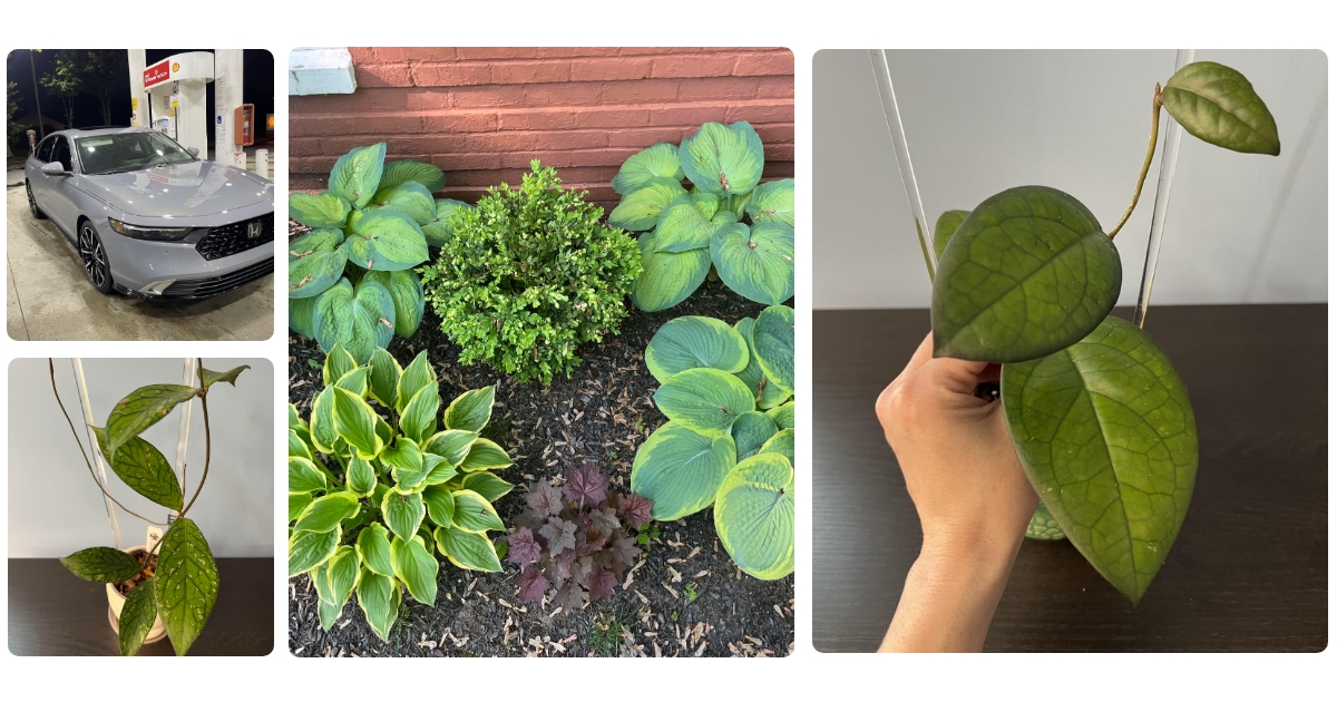 Anmeldelse af Hortus 211-181 Plast